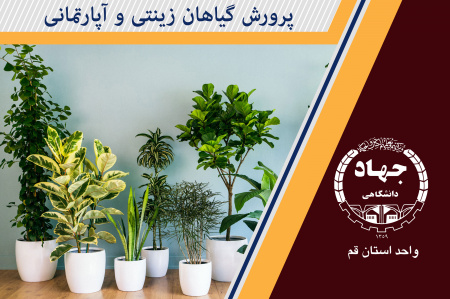 پرورش گیاهان زینتی و آپارتمانی